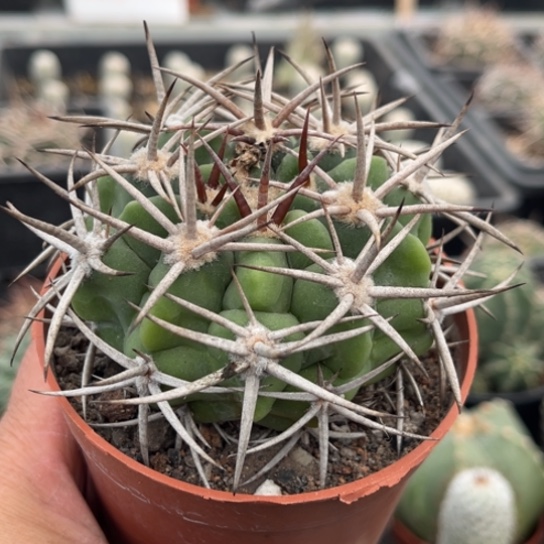 当前无花栽培后可以开花实生碧岩玉