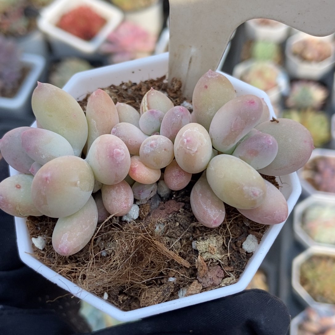 608糖豆奶多肉植物保护