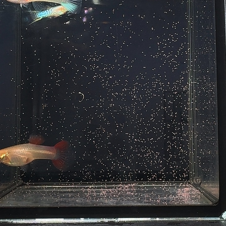 孔雀鱼双剑组合2对