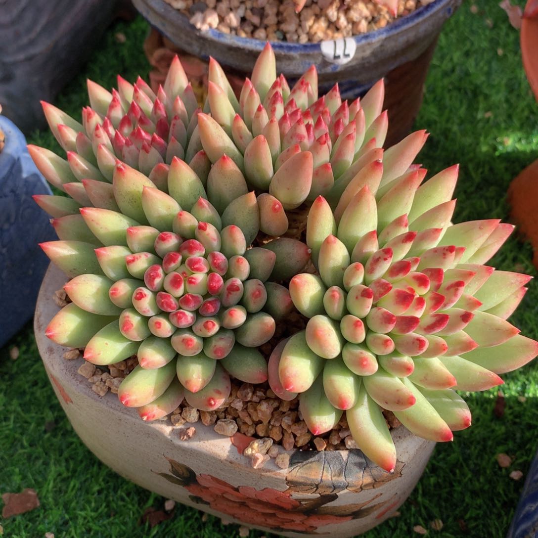 二代虞美人15 公分一物一拍