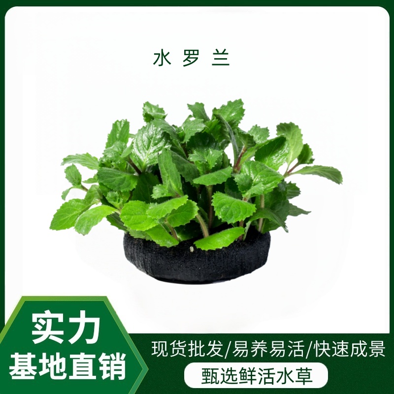 【水罗兰水草】大坨中后景速生净化水质吸收氨氮造氧免强光