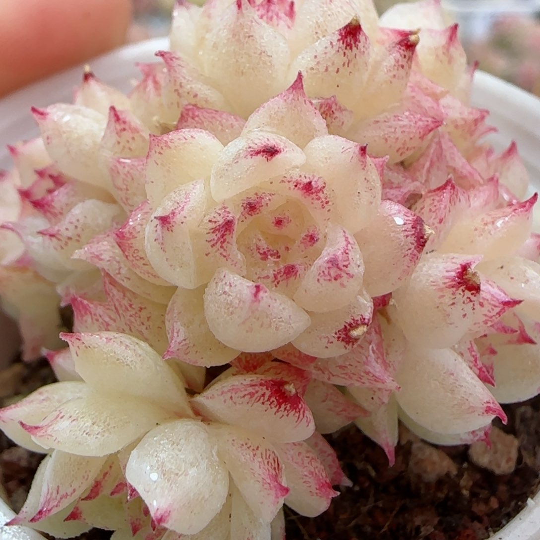 【闪购商品】0225-4珠光麦杆