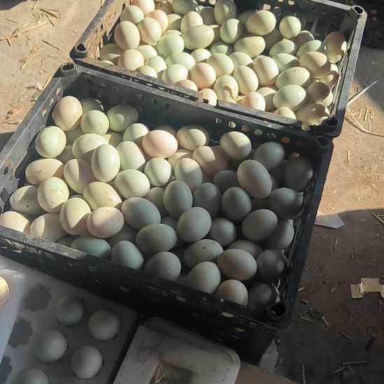 *****包装中国大陆1500鸭蛋