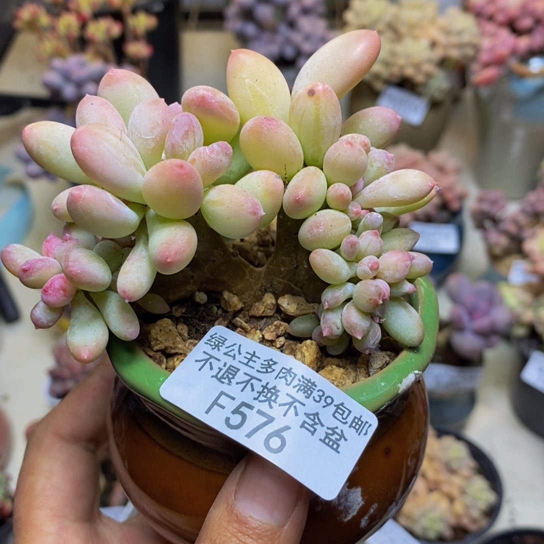 576苹果奶四代缀多肉8cm