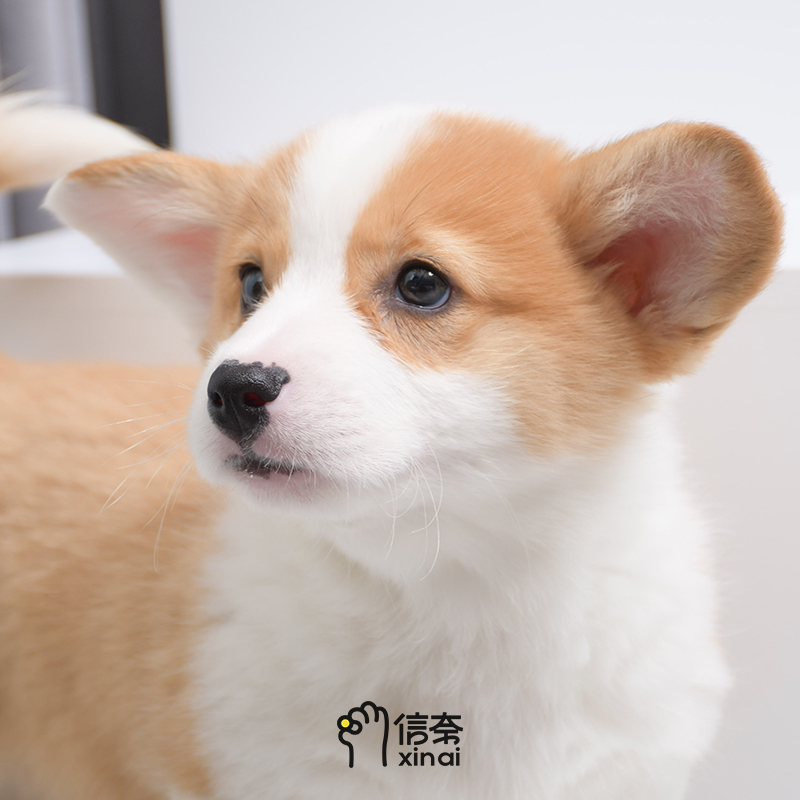 【信奈宠物】上完幼儿园再回家