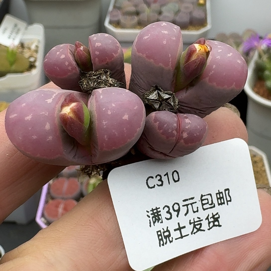 忘***忧310多肉哈哈哈哈哈哈