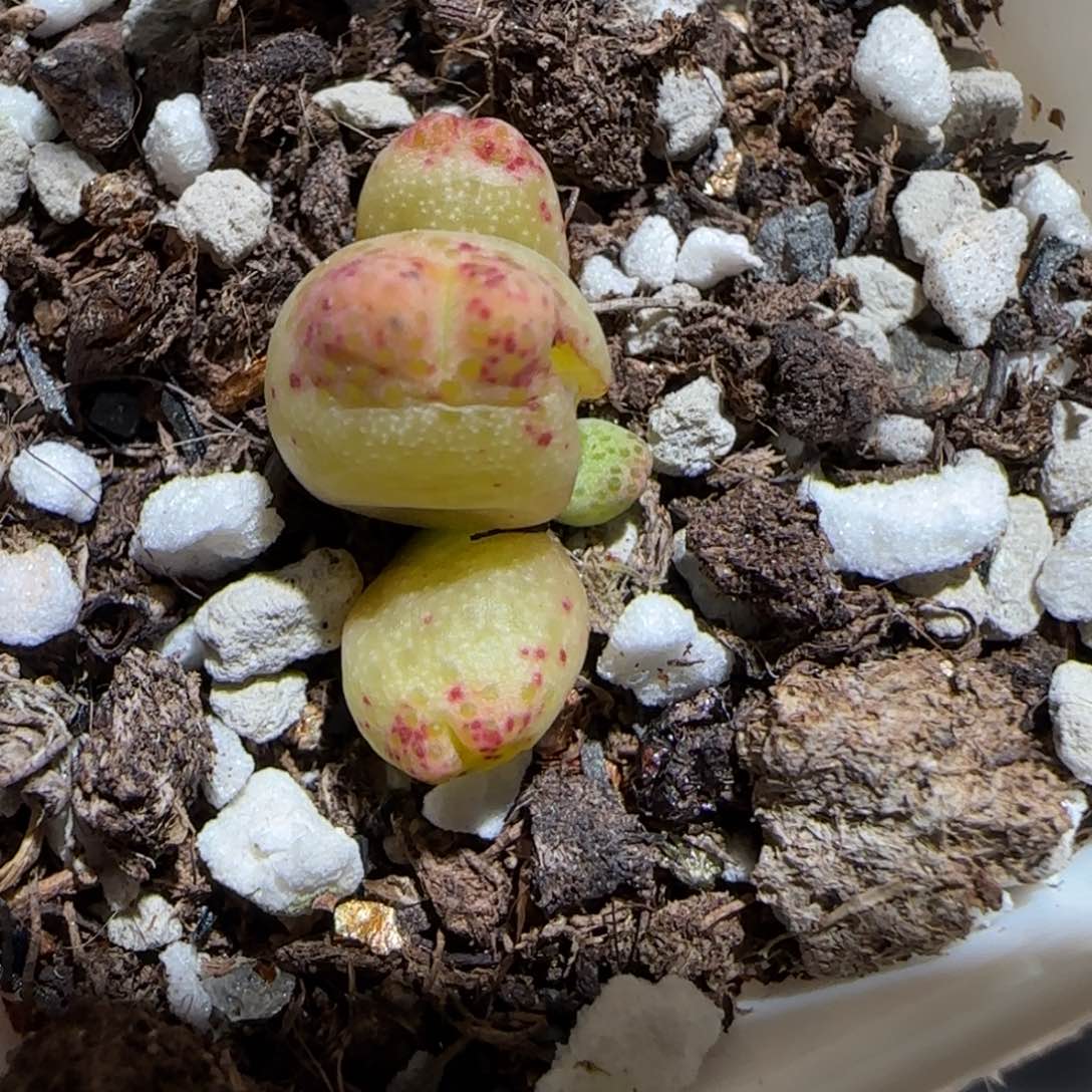 肉锥多肉植物百科30-草莓斑马1159