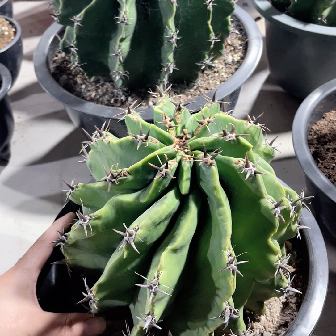 实生短豪刺龟甲雎鸠玉20cm+