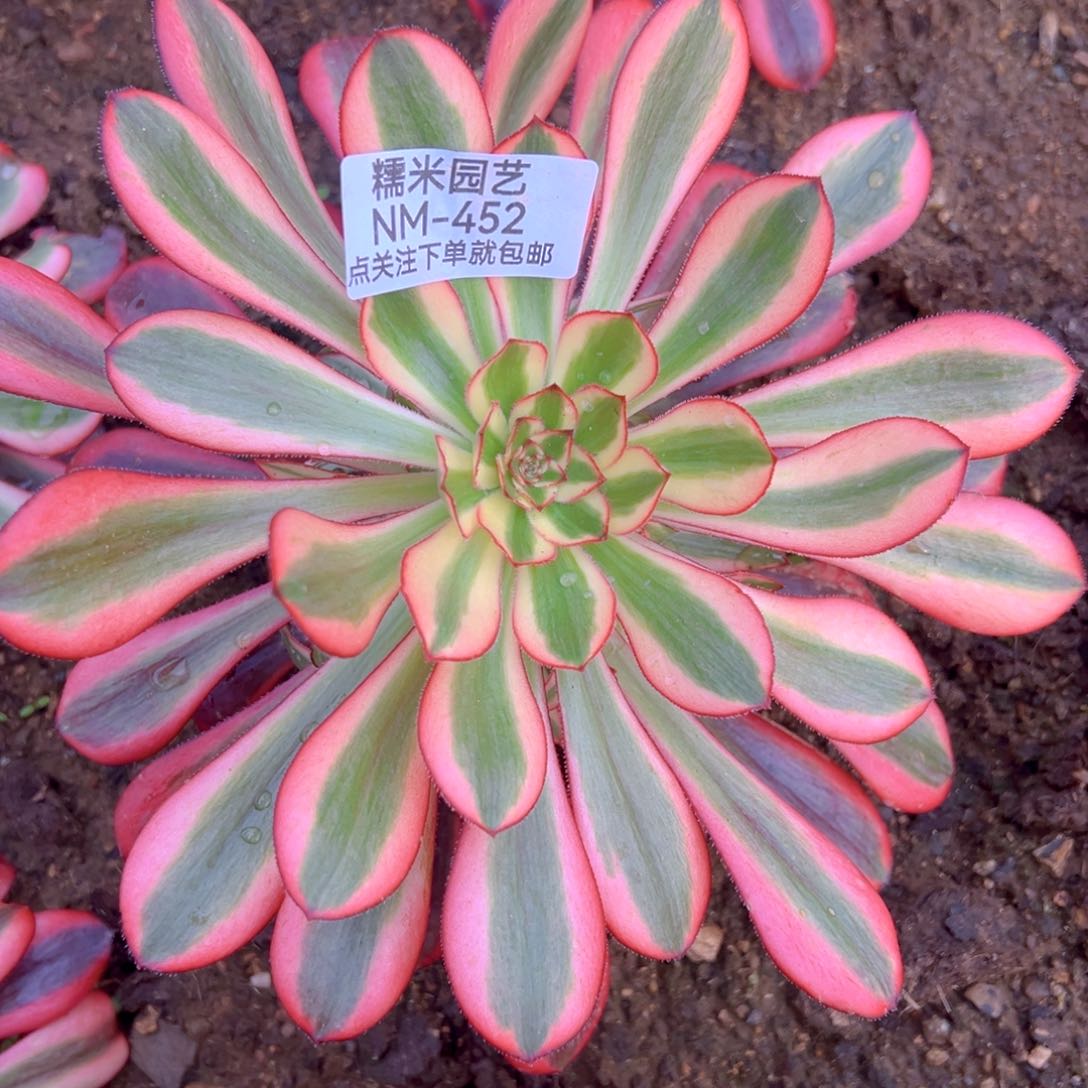 香奈儿多肉植物452