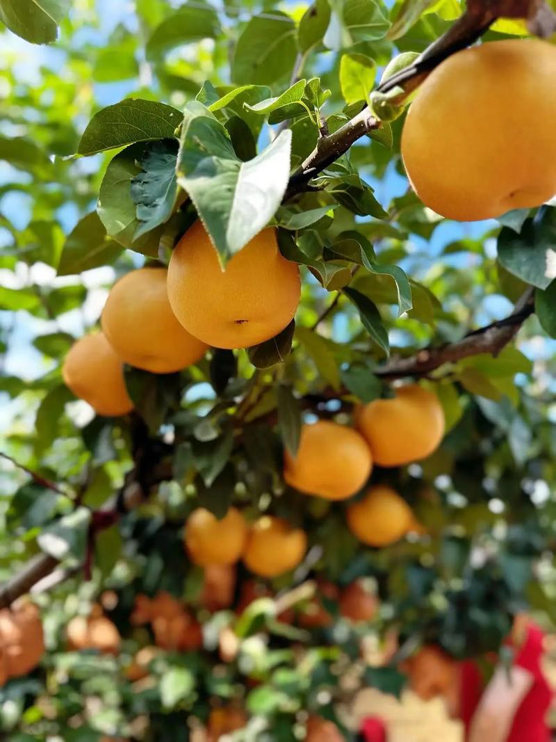 秋月梨产地直发脆甜多汁当季新鲜水果