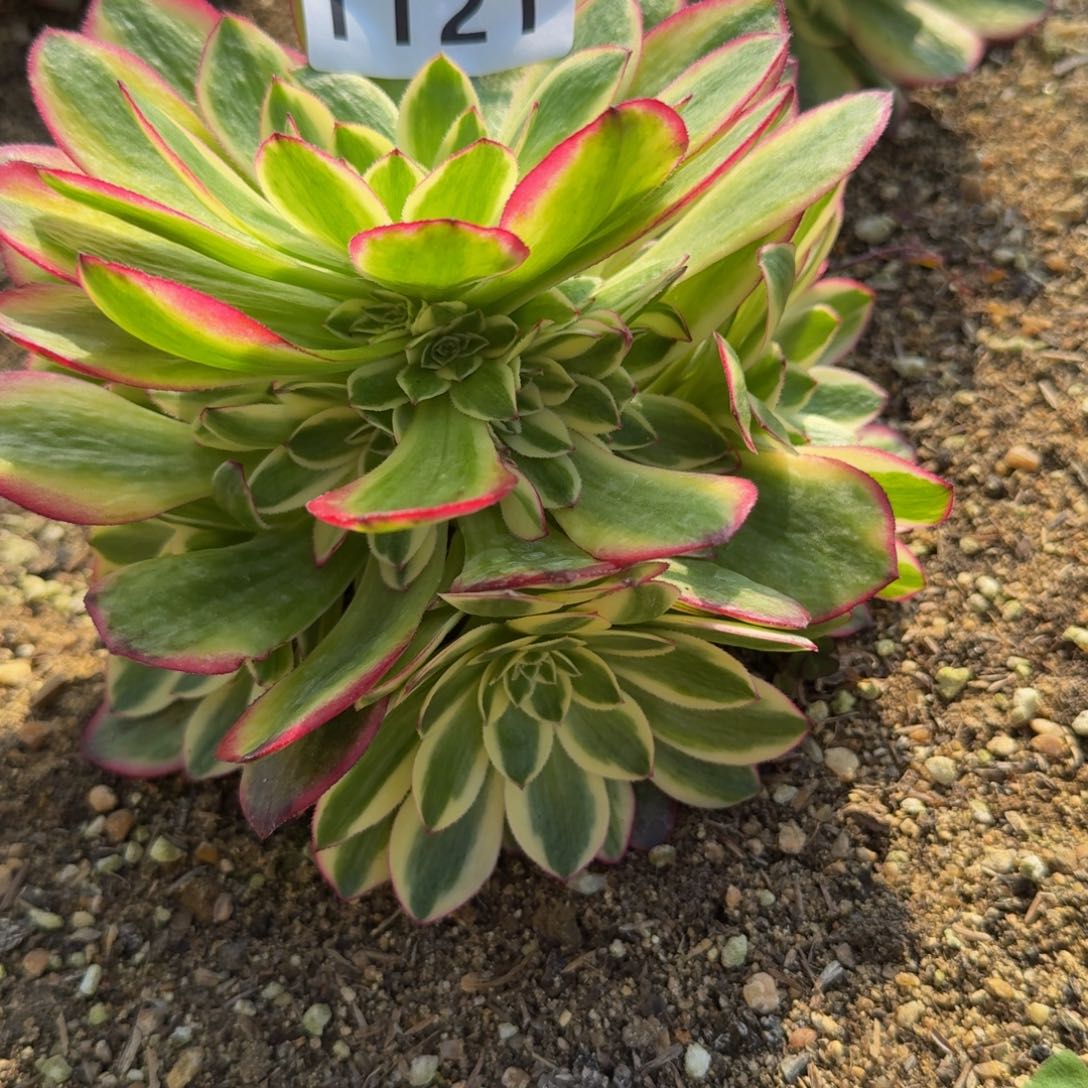 1121火龙果。多肉植物