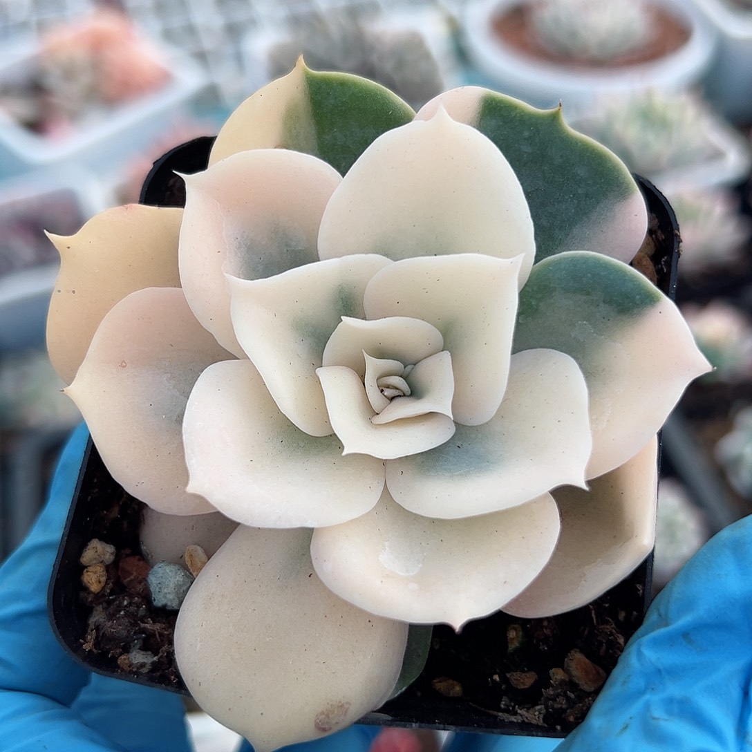 双子座锦，覆轮锦