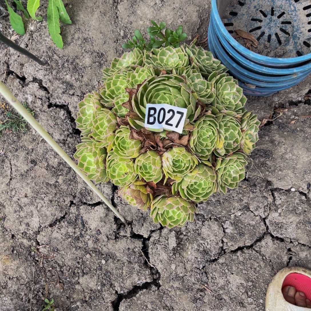 水蜜桃32///-37包邮