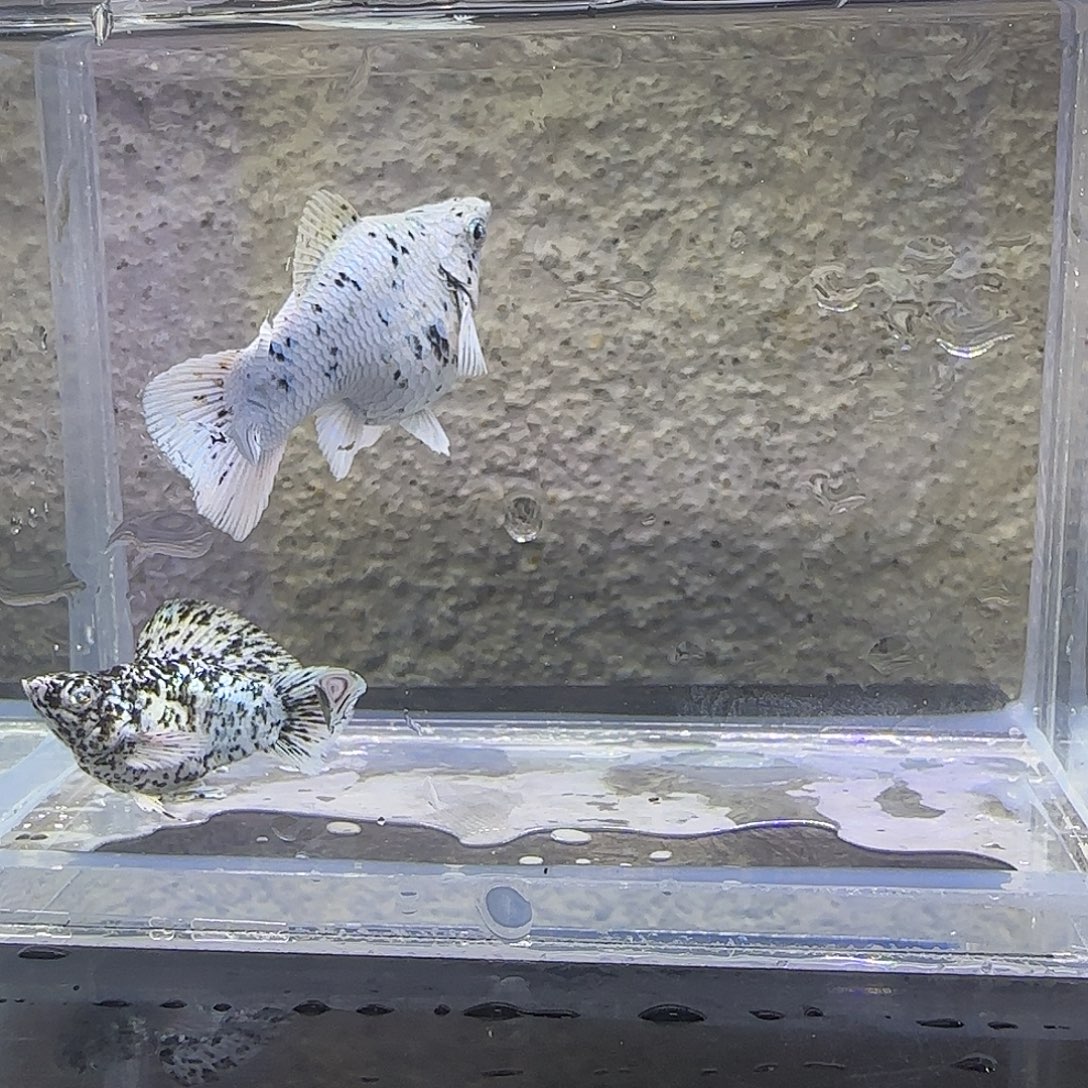 黑玛丽鱼奶牛玛丽。83号