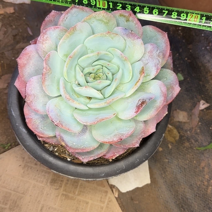 凤橙941 多肉植物一物一拍