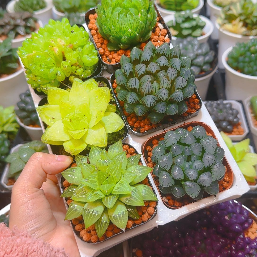 玉露六件套多肉，原盆，黑肌