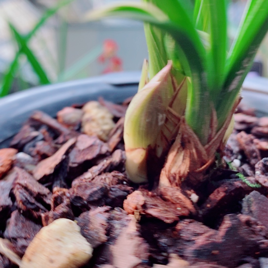 大部分花苞少量开放