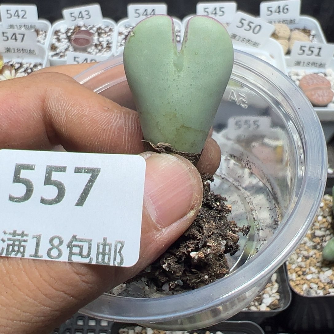 【闪购商品】 557。    