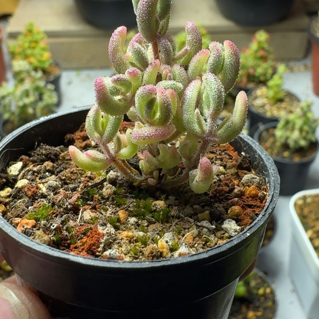 沫*多肉植物枝干发杏