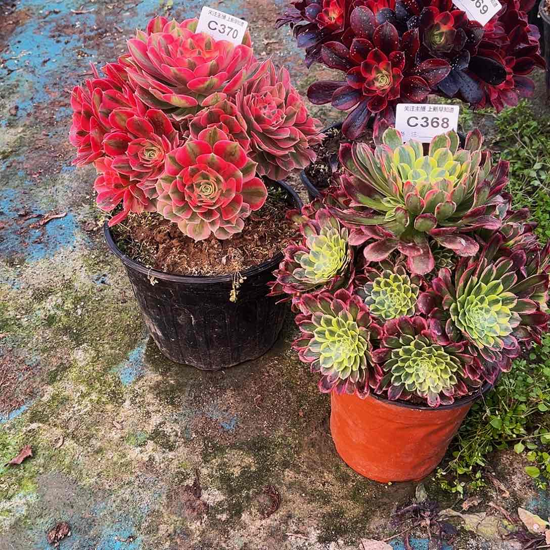 多肉少68369370三颗法师