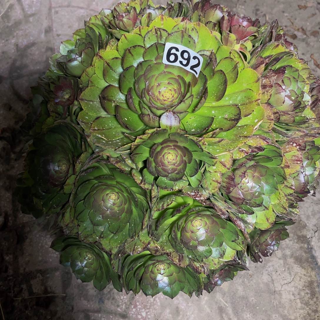 法师法师14-16包邮法师