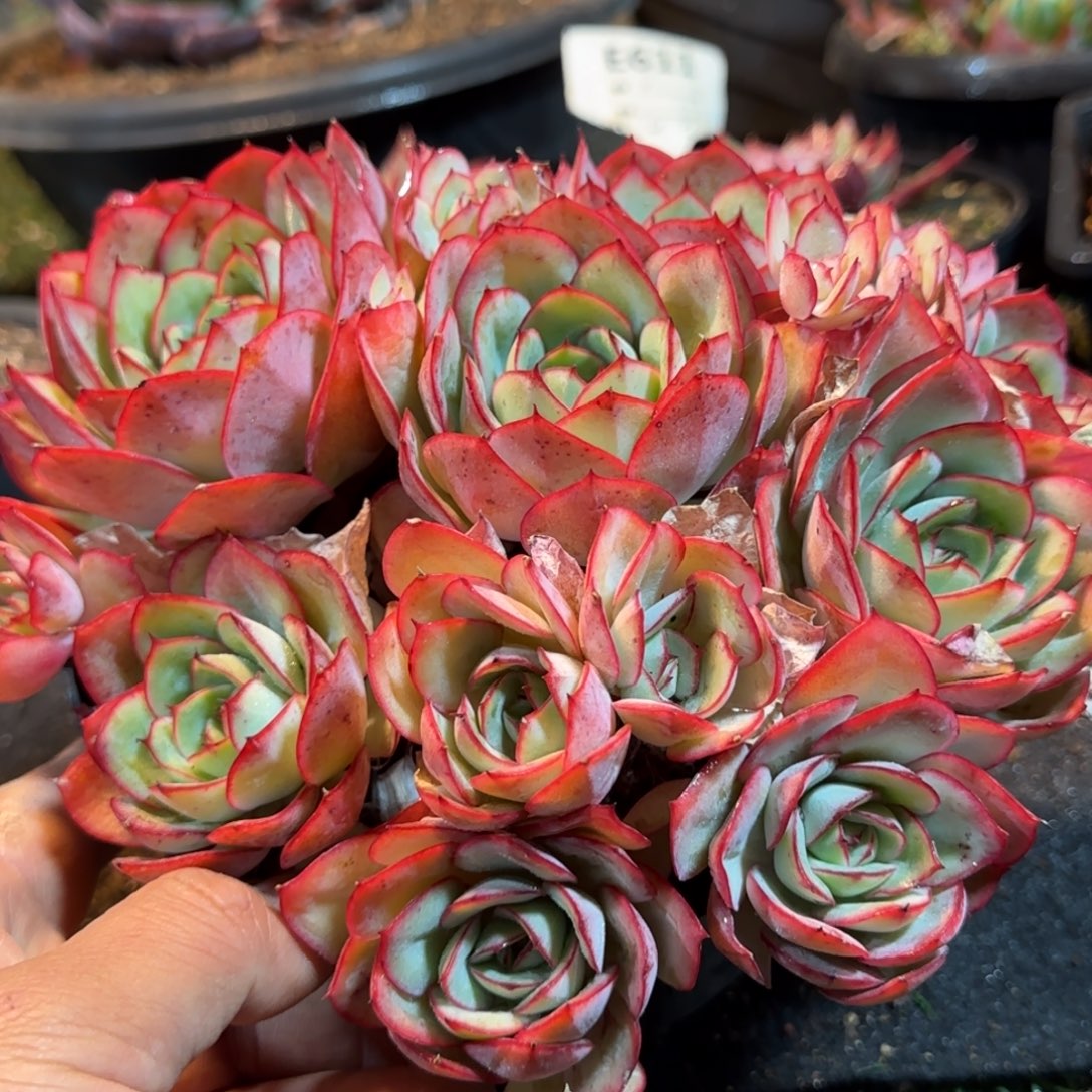 牡丹亭一物一拍包装收缩花旱