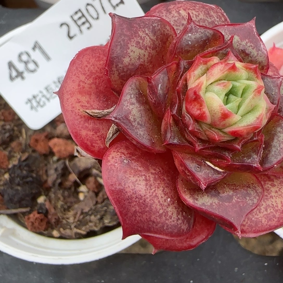 花语逸镜0207-481