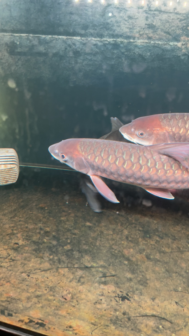 中国结鱼尖嘴红腹国结35-38