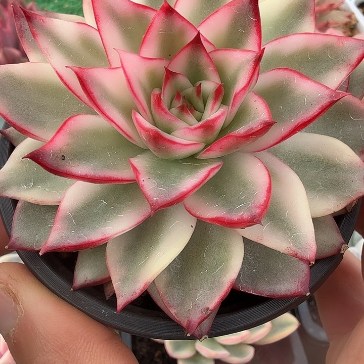 吉赛尔锦多肉锦植物