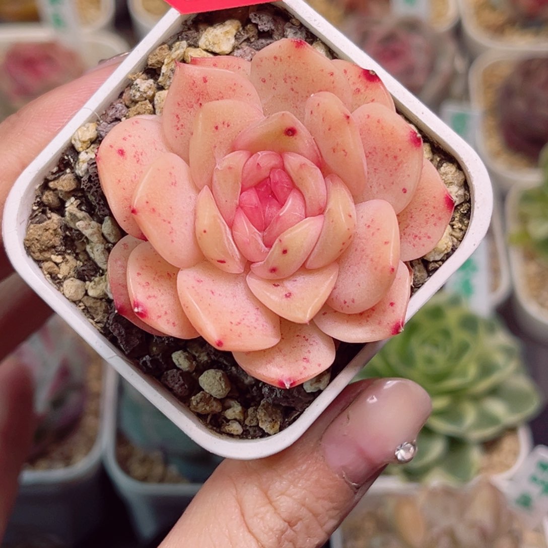 云****啦G558 孔雀翎一物一拍