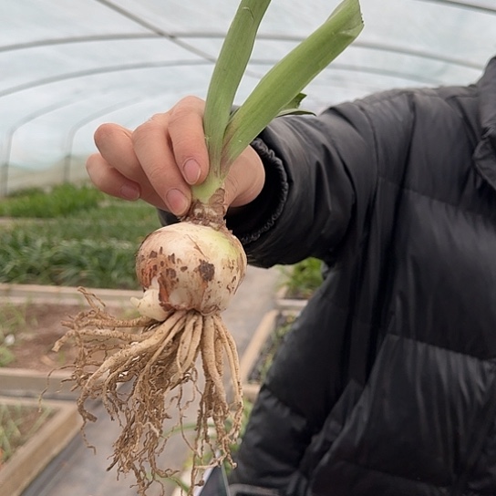 花孔雀6号5～6单球 开花包对版  