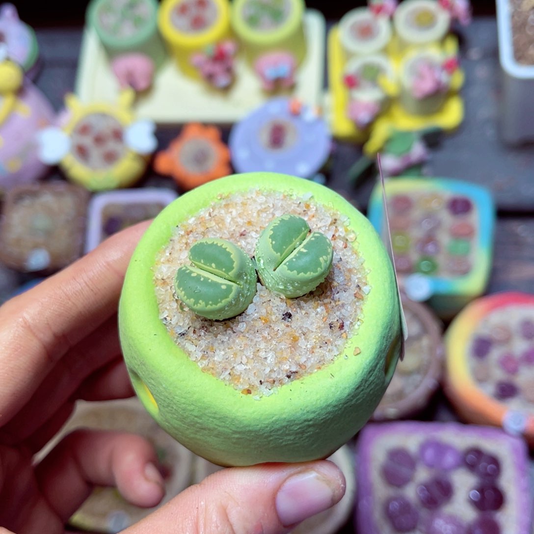 650生石花带盆发