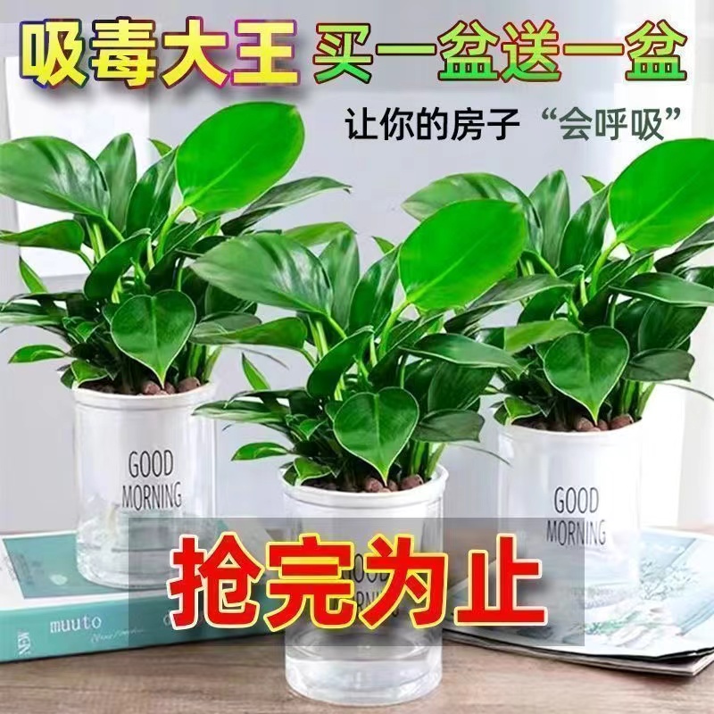 【网红绿植金钻绿公主盆栽】室内花卉可吸除甲醛四季常青好养活