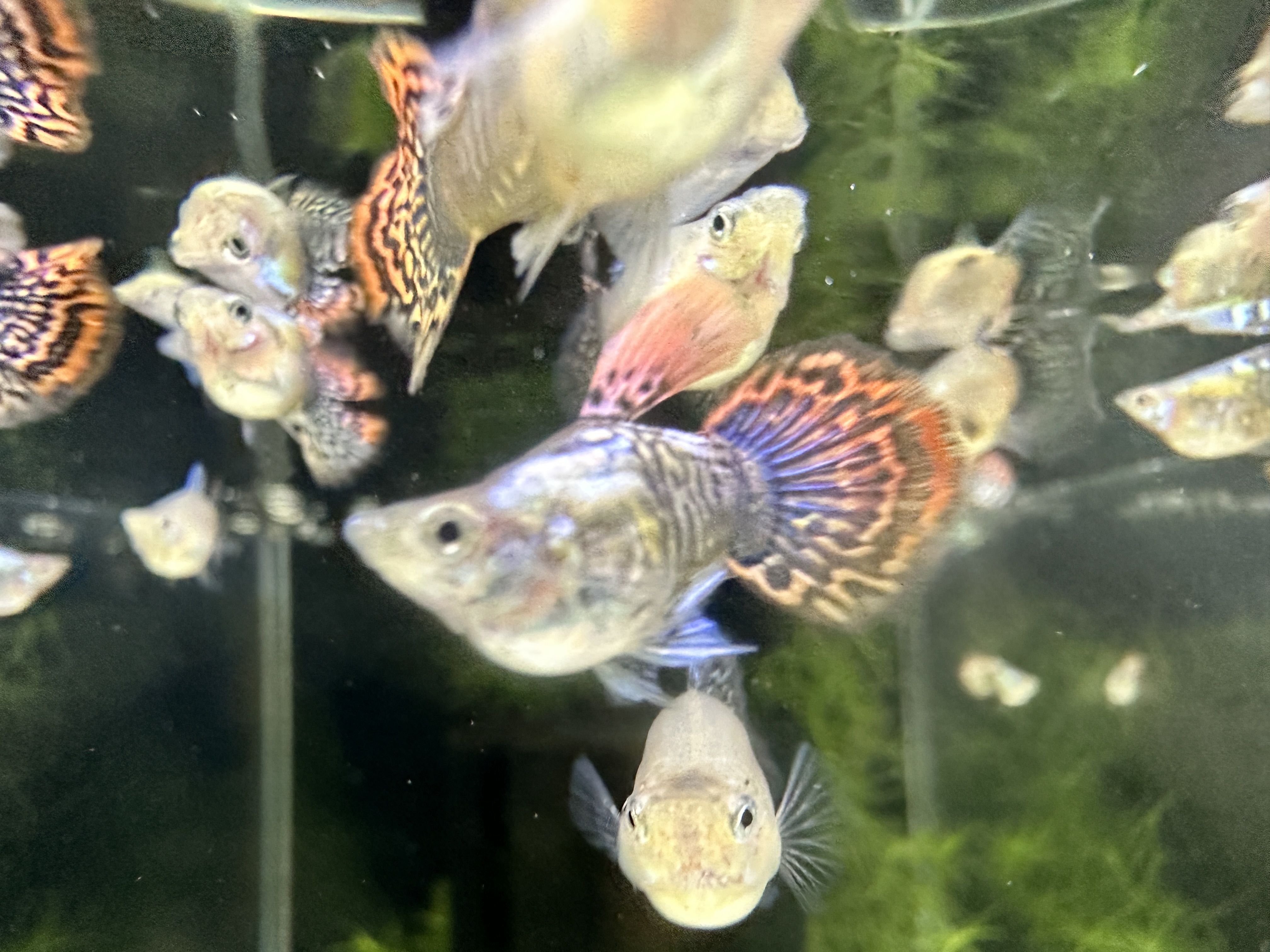 精品孔雀鱼七彩龙鳞