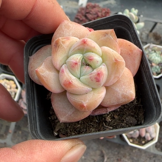 45新品珍妮多肉植物多