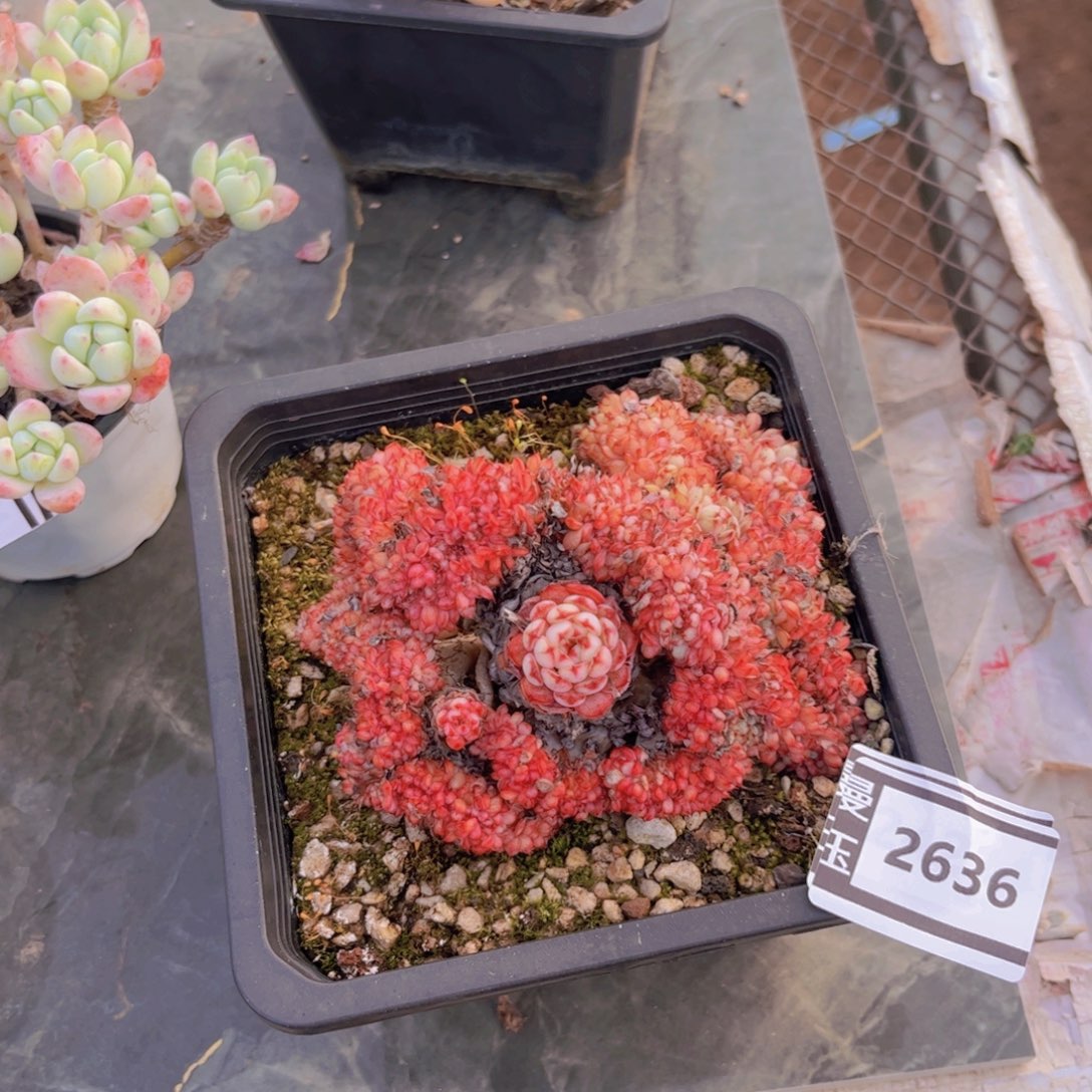 粉姬莲缀多肉植物2636