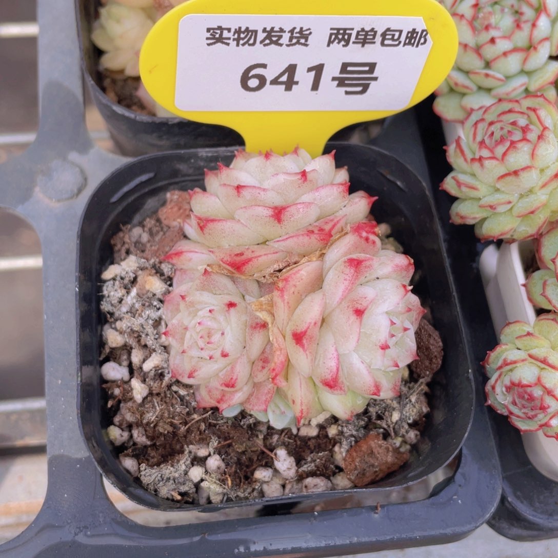 641号花朵脸麦秆群生一个