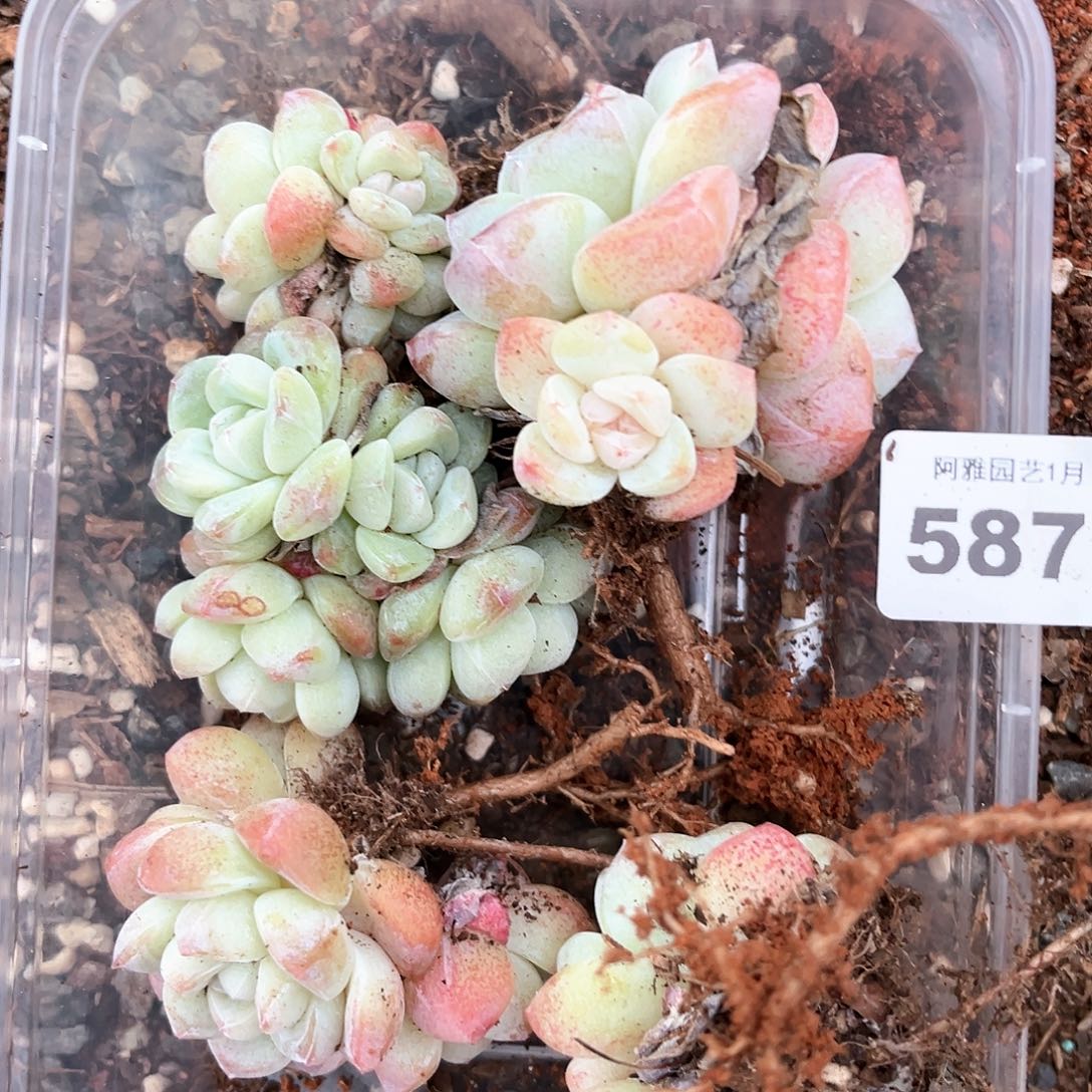 阿雅园艺。        带桩587