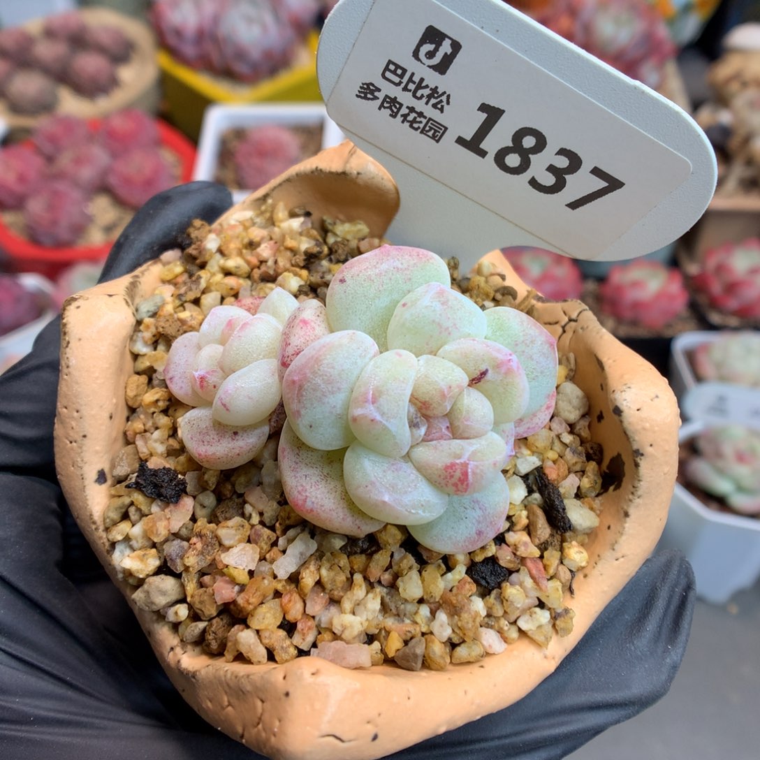 1837 冰玉石化多肉