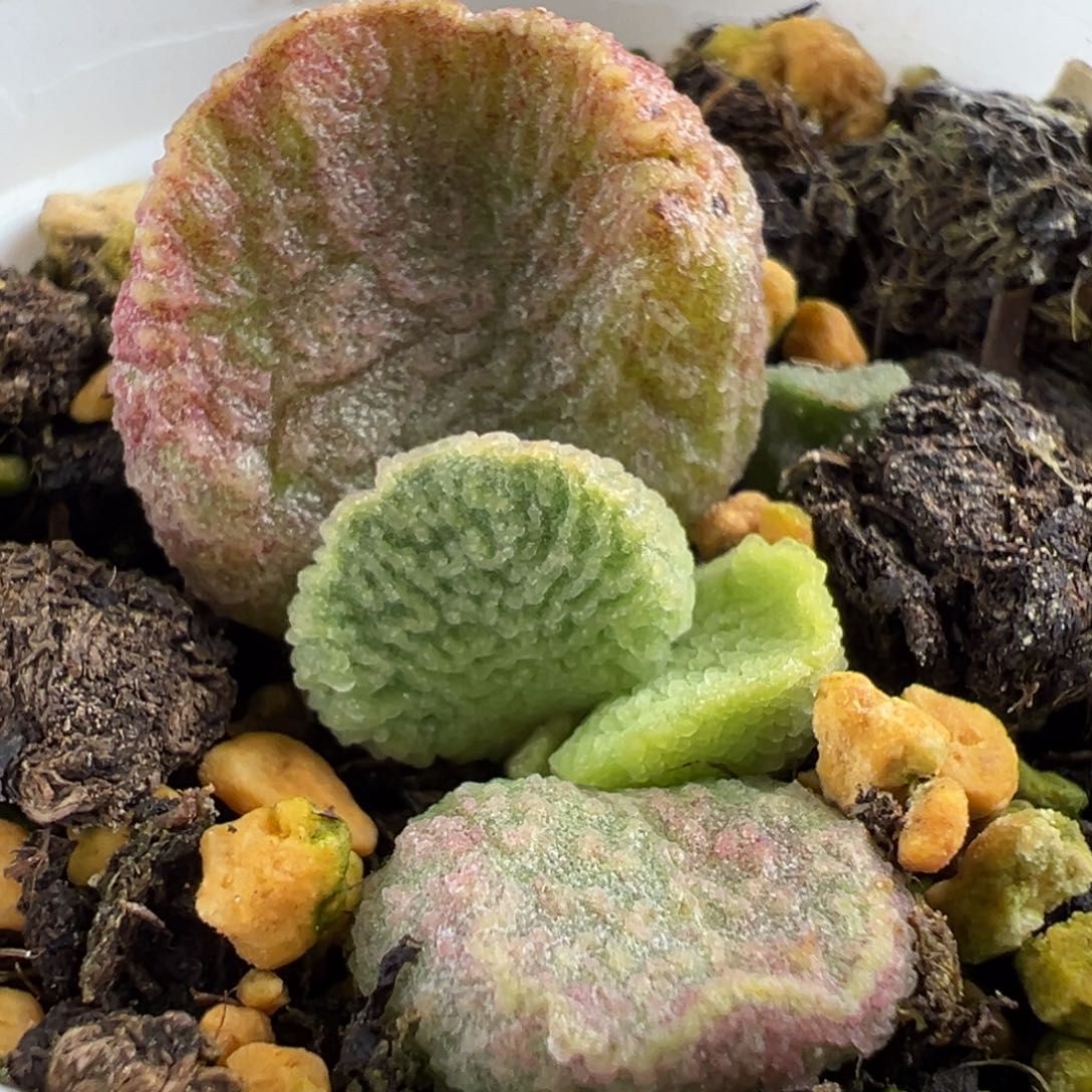 实生新品大苗多肉植物水泡