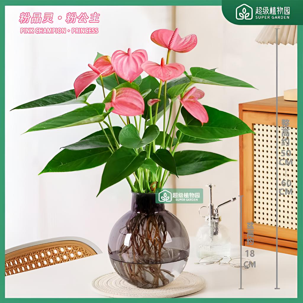 【带花发】粉冠军水培粉掌花卉盆栽室内净化空四季开花绿植50-60cm