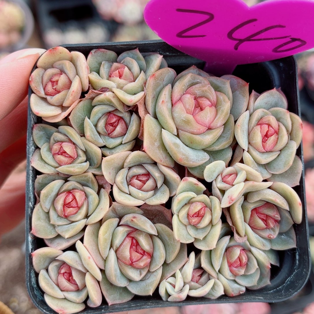 240号珍妮散群不包整