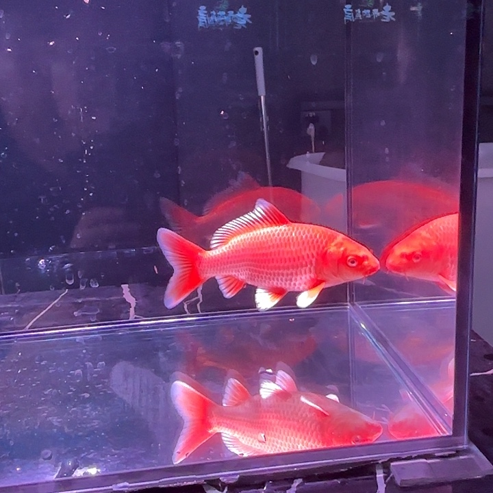 奇***遇蝴蝶鲤鱼15号蝴蝶鲤