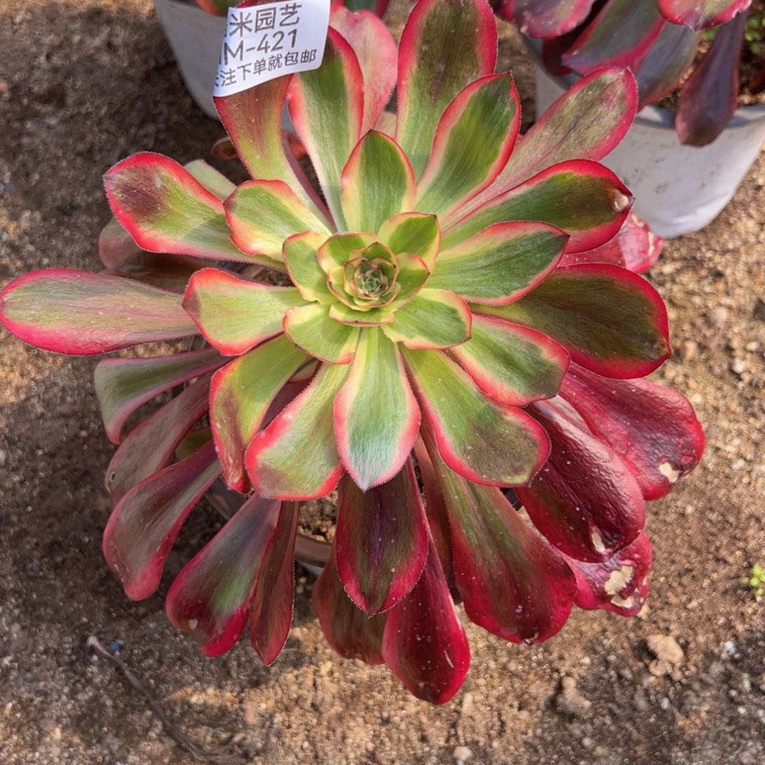 巫毒白多肉植物421