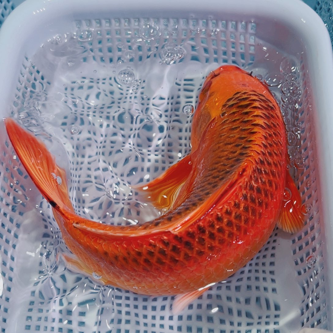 锦鲤锦鲤冷水鱼观赏129