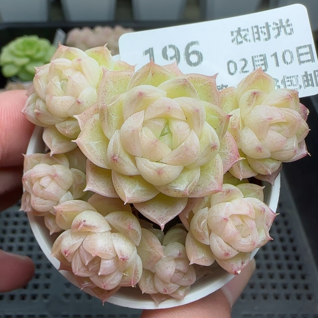 0210-196花朵麦秆