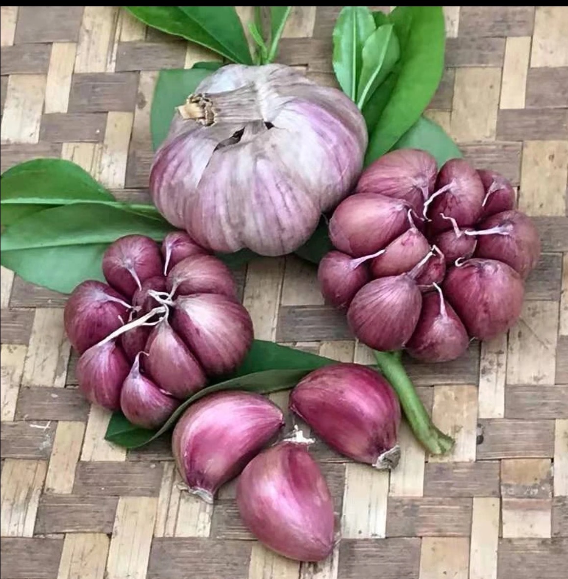 农村自己种的紫皮大蒜