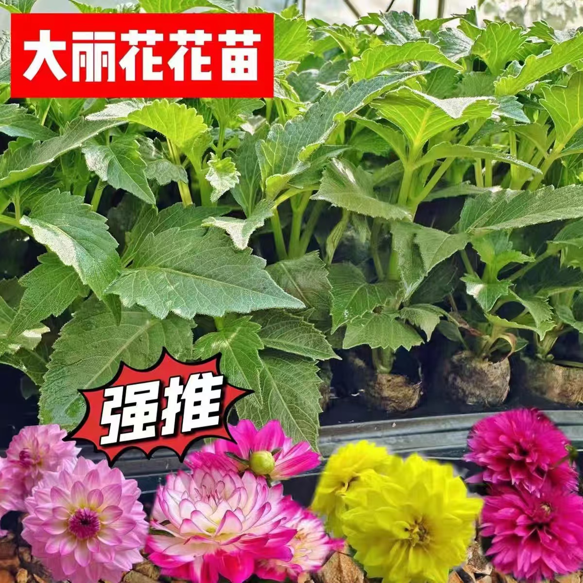 云南矮杆大丽花小苗四季开花盆栽易种活室内室外庭院花卉观花植物