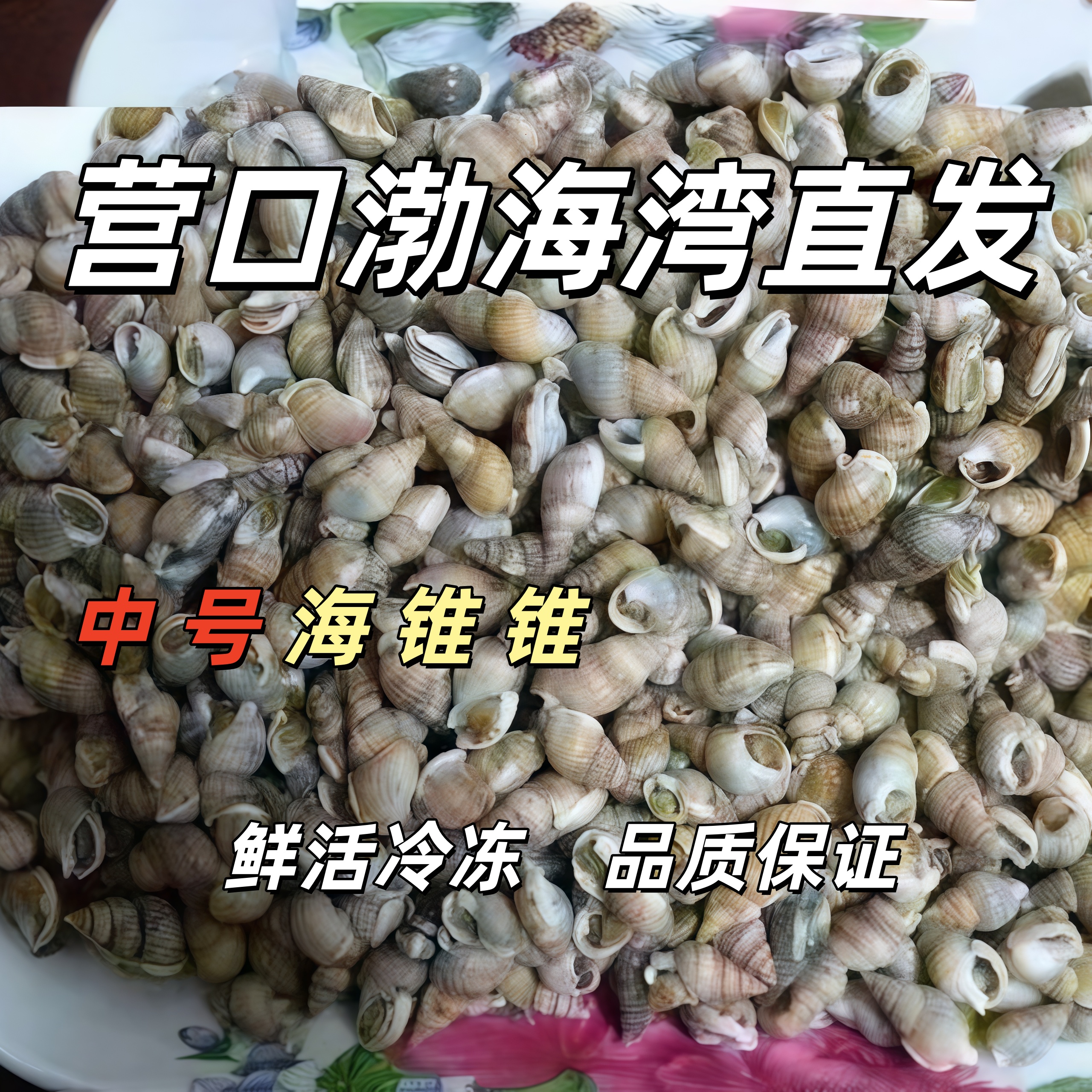 【中号】渤海湾新鲜海螺丝盖州产地直发中号海瓜子海锥锥