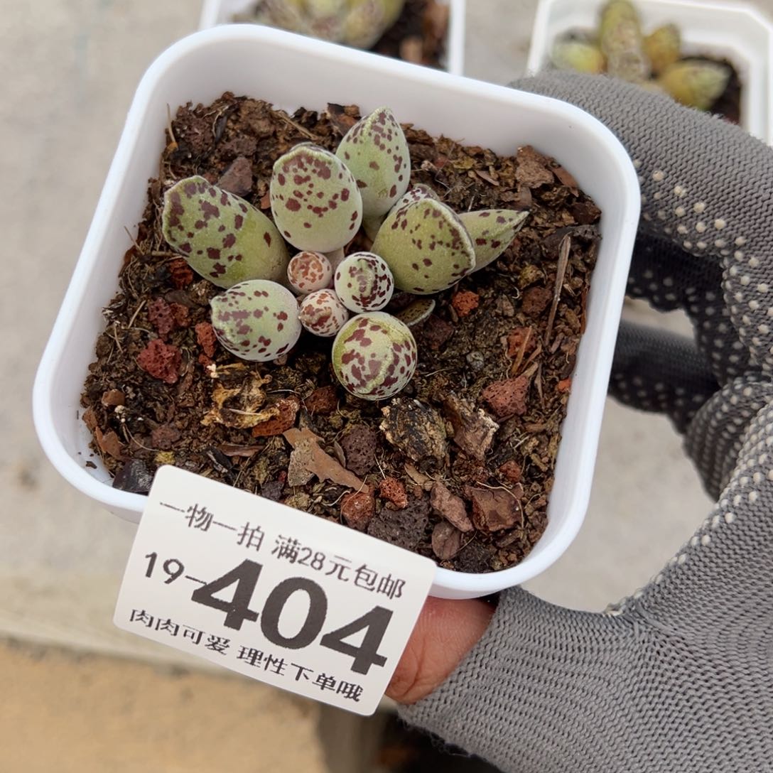 海豹多肉多肉多肉多肉